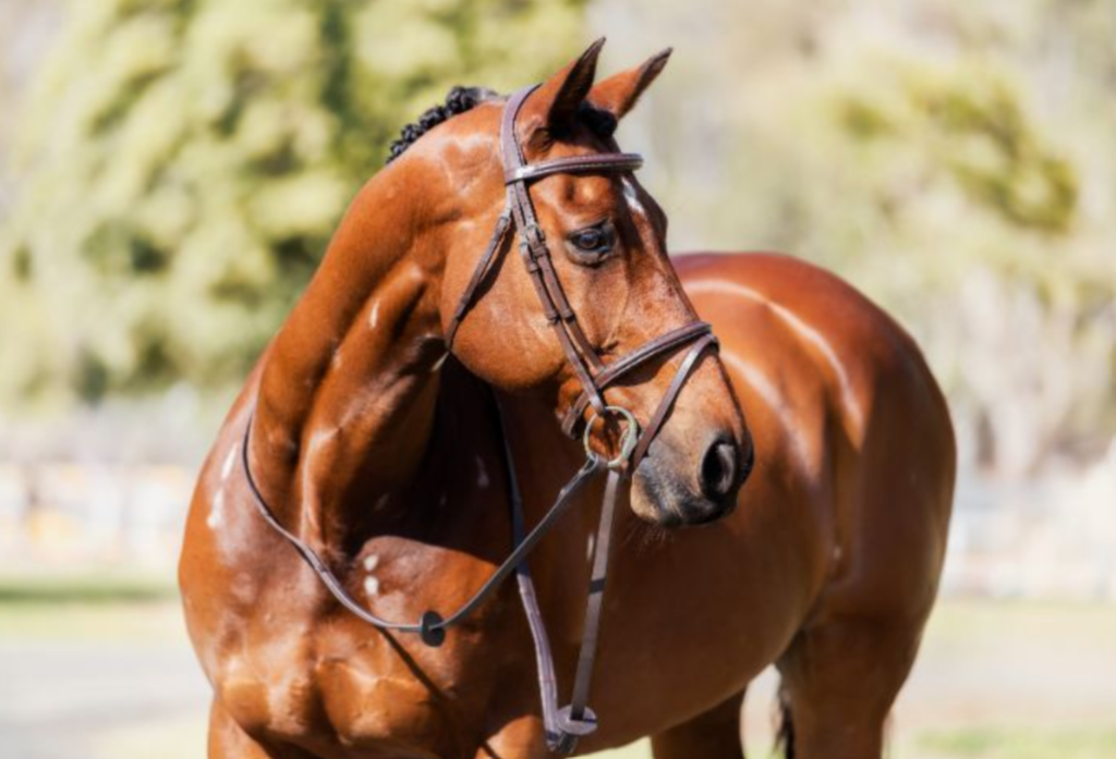 Cavalier Classic Bridle