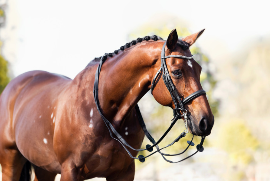 Cavalier Double Bridle