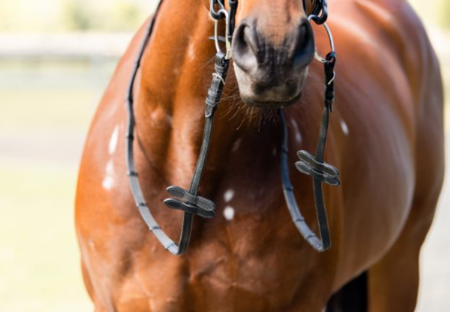 Cavalier Double Stopper Jumping Rein