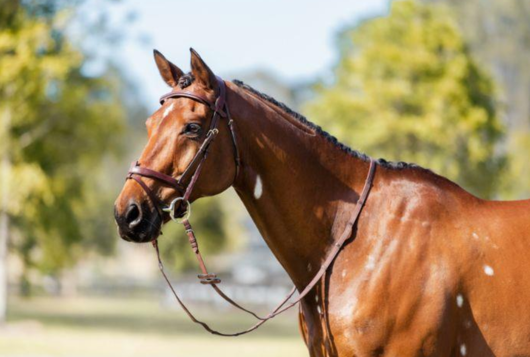 Cavalier Anatomical Leather Bridle