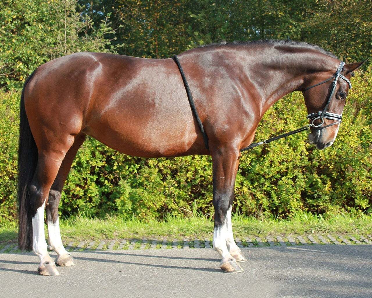 QHP Lunging Rope