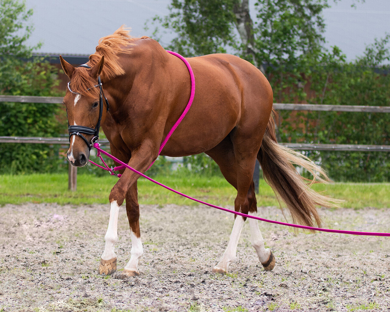 QHP Lunging Rope