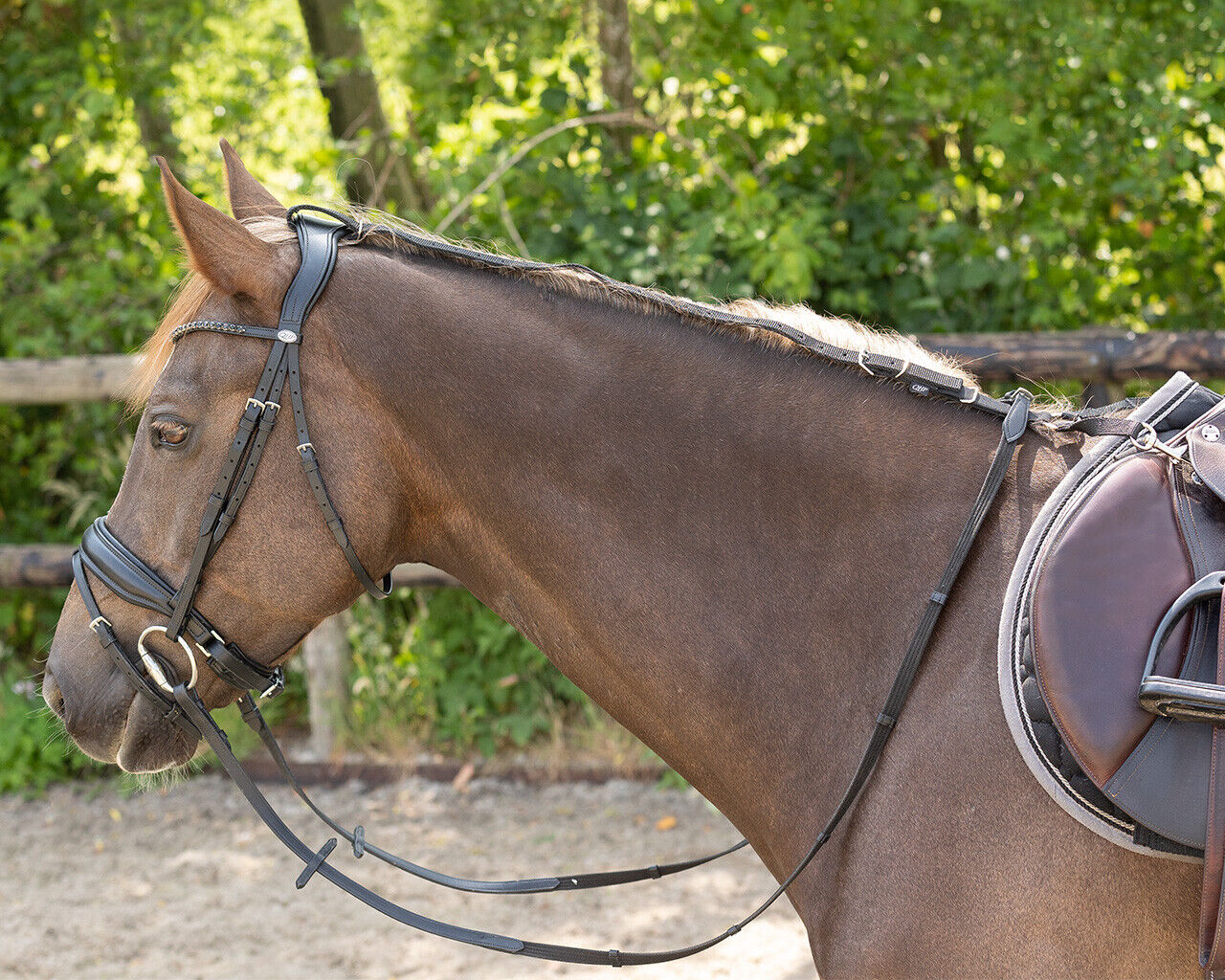QHP Daisy Rein