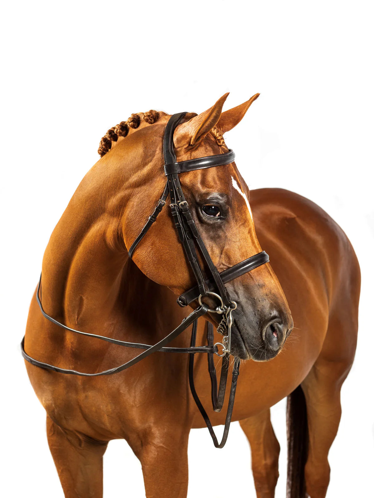 Flexible Fit Premium Havana Double Show Bridle Constitution