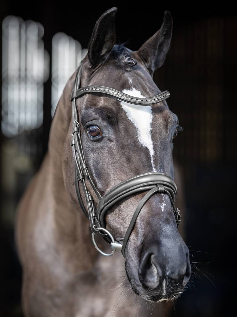 LeMieux Arika Dressage Bridle