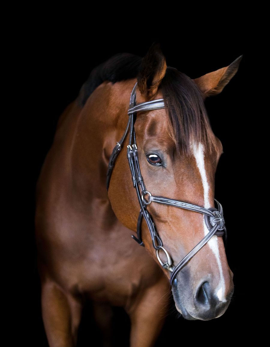 Lumiere Ava Italian Leather Grackle Bridle No Sheepskin With Luxury Padded Nappa Leather Reins