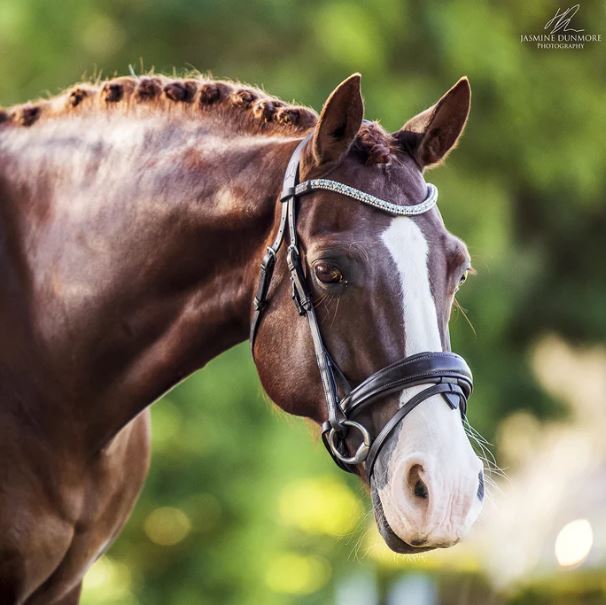 Lumiere Anastasia Italian Leather Bridle (Convertible) Standard Leather Rubber Grip Reins