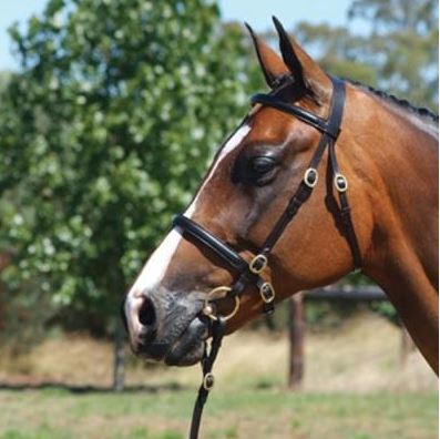 Grainge Elite Inhand Bridle