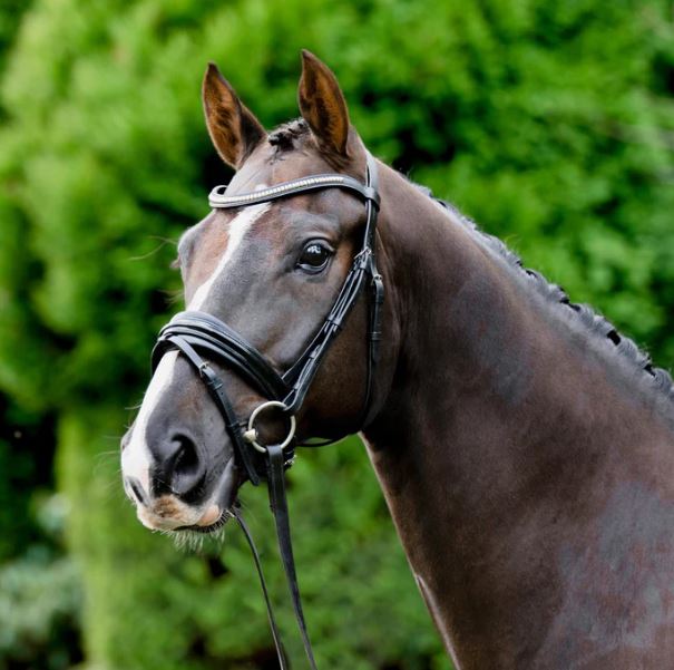 Lumiere Melodie Classic Bridle Premium Padded Nappa Reins