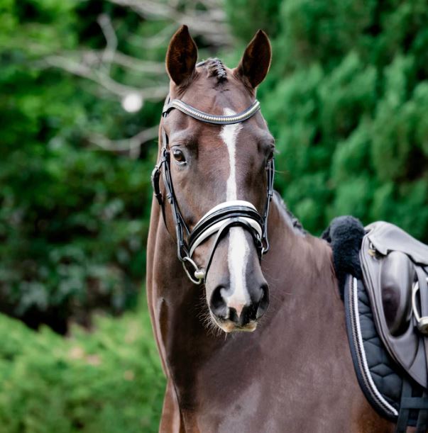 Lumiere Melodie White Padded Bridle Premium Padded Nappa Reins