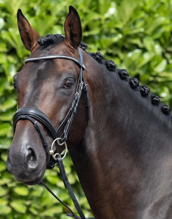 Premier Equine Stellazio Anatomic Snaffle Bridle with Flash