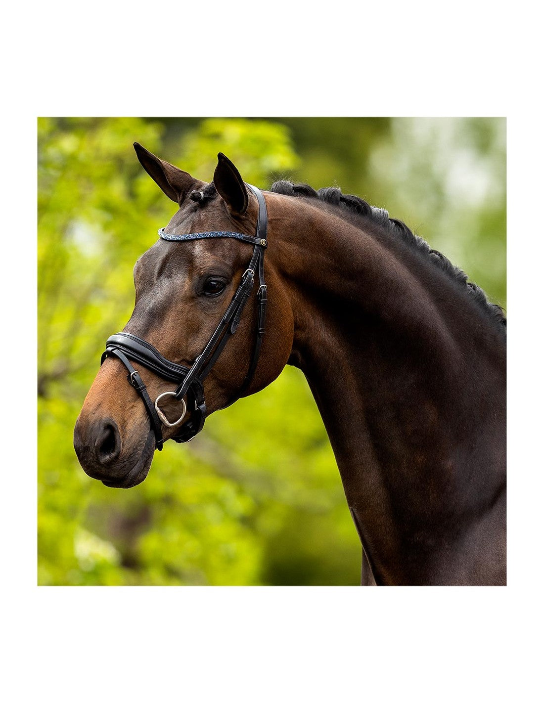 BR Equestrian Newcastle Bridle