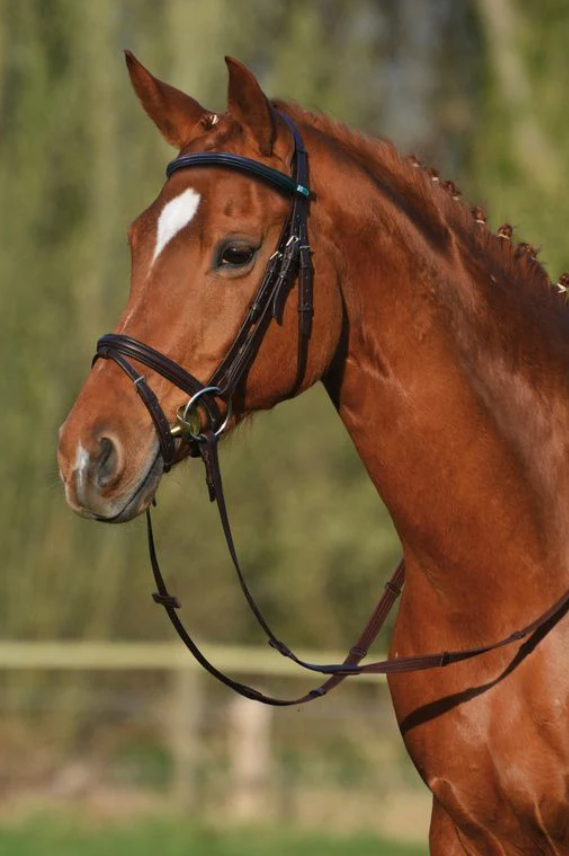 Stubben Leitrim Snaffle Bridle